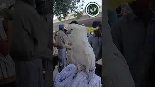 Kakato | Kakato Parrot | Kakato Parrot Talking | kaka 2 parrot talking | #birds #shorts #shortvideo