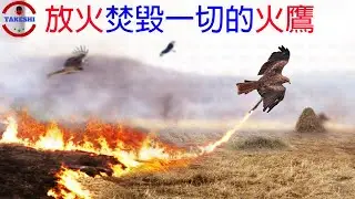 [生物放大鏡]放火焚毀一切的神祕生物