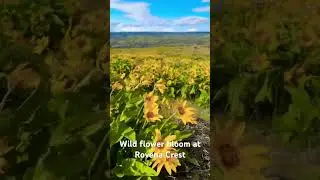 Spring Symphony at McCall Point | Balsamroot & Lupine Wildflower Bloom in Oregon