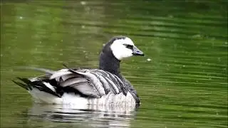 Adam Scott Wildlife - RSPB Burton Mere