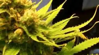 BCF W33D SAVOIR quand le plant & perfect
