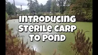 🌿 Sterile Grass Carp & Coppernose Bream | Natural Pond Weed Control & Stocking Guide