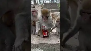 Drunk monkey 🐒🐵. #pets #monkey #alcohol