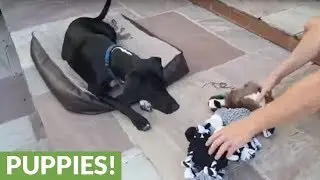 Dog picks favorite toy, then has second thoughts