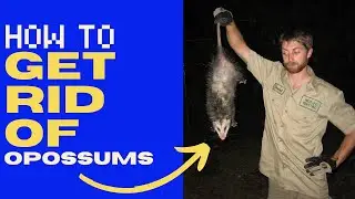 Как избавиться от опоссумов (практические рекомендации) в 2026 году!