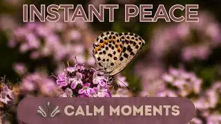 Instant Peace: 17 Min Calm Music for Anxiety & Focus (Audio Optimized) | Calm Moments