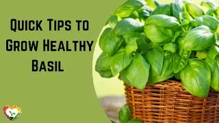 Quick Tips to Grow Healthy Basil