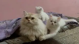 Fluffy Adorable Cats Having Fun Playing Games ! Best Animals video ! Cute Cats video
