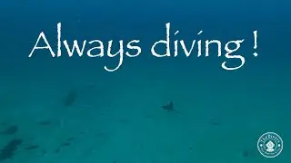Always diving
