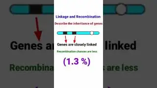 Сцепление и рекомбинация | Drosophila