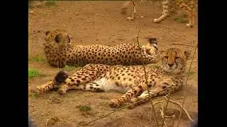 Гепард южноафриканский - Acinonyx jubatus jubatus - Southeast African cheetah