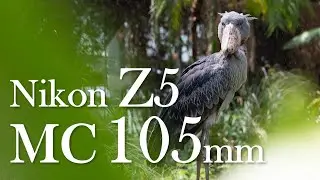 Nikon Z5 + MC105mmf2.8 VR S 動物作例~マクロから中望遠まで圧倒的描写性能~