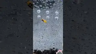 My 8 spotted crab spider (Platythomisus octmaculatus) from the spider shop