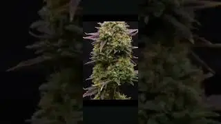 Strain: Jet Fuel ⛽Freshly trimmed and ready to hang✂️🌿Day 73 &mdash; dry and cure coming next 👀#MacroMagic