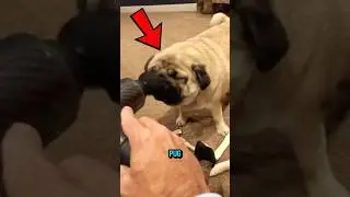 Never Get a Pug😭🐶#shorts #dog #pug