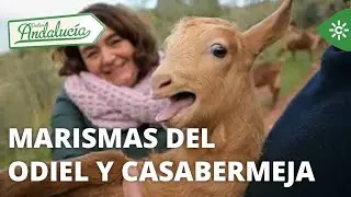 Destino Andalucía | Las marismas del Odiel y Casabermeja, Málaga