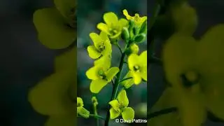 Canola fields