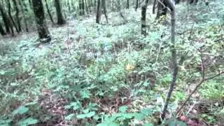 Alla ricerca della Ramaria aurea