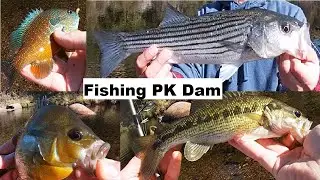 Catching Sunfish at PK Dam  |  First Time Targeting Striper