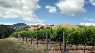 Carneros Mark Nicholas