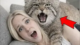 I saved ONE dying Manul cat    And it came back with a WHOLE ARMY of fluffy kittens! I was COMPLETEL