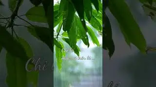 Just the Rain on the Leaves I 20 Seconds of Natural Calm