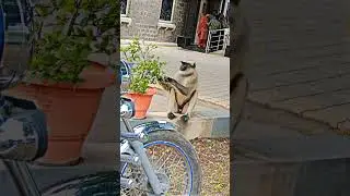 Monkey Eating Flower