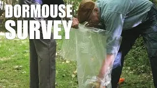 Dormouse Survey