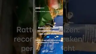 Recordaantal sluitingen voedselbedrijven door ongedierte | RTL Nieuws