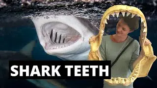 SHARK TEETH -AWESOME FACTS ABOUT SHARK TEETH! Learn about the huge variation in size, shape and use!