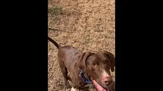 Happy dog Lucky decides not to play fetch 🐶 Dogs Compilation #Shorts