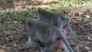 Gorgeous macaque - monkey daily activity - Wildlife Video