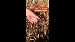 How to Save Marigold Seeds from the Garden