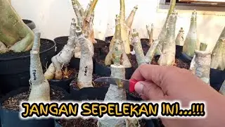 Causes of Slow Growth of Desert Rose Adenium Grafting