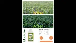 Prayog modicare active -80 gold ka