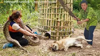 72 Hours on high alert: Giant python creeps up behind&hellip; Huge capture trap