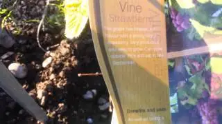 Strawberry Grape Vine: Burford Garden Company