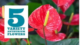 5 Variety Anthurium Flowers || Anthurium Plant types