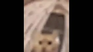 Cat screams into camera