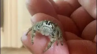 Unboxing Two Giant Jumping Spiders (World's BIGGEST sp.)