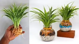 Growing Spider Plants in Water is super easy- indoor gardening ideas for home