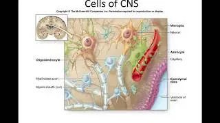 Nervous System 1C   cell types, part 2   support cells