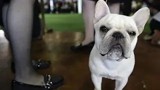 Raw: Westminster Dog Show Begins in NYC