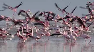 Flamingos in Etosha National Park (lesser and greater flamingos)