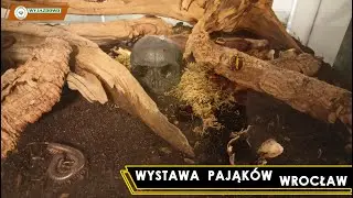 Wystawa Pająków - Wrocław