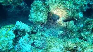 Frank's Reef crab Key Largo