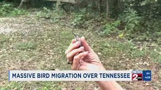 Massive bird migration over Tennessee