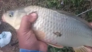 POI khwai biang shiteng sngi ha pung aldo 