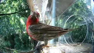 Bird Feeding Cam - Live Bird Feeder Cam - Bird TV - Urban Birds, 20210802