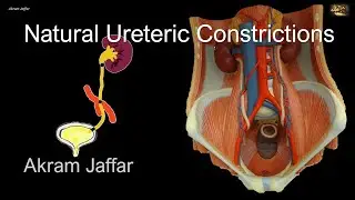Ureter Anatomy: Key Sites of Narrowing and Potential Stone Impactions